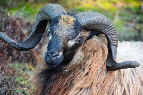 Een Drentse heideschaap