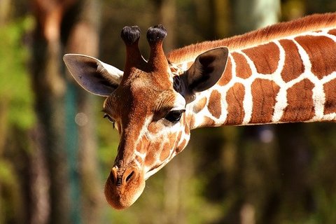Giraffe in de dierentuin te Emmen