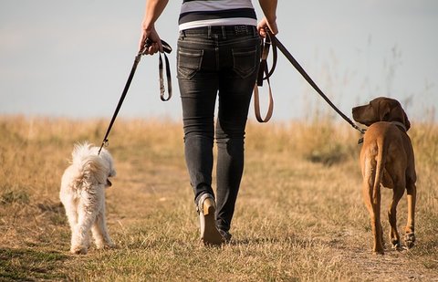een half uur met de honden wandelen is gezond