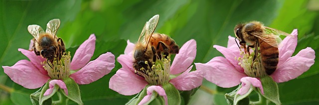 Bloemen in de tuin trekken de bijen 