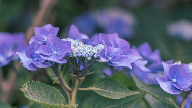 langbloeiende planten voor de border in de tuin