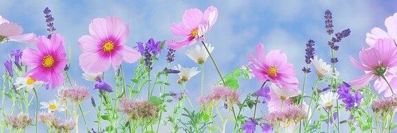 Mooie Border ideeën voor je tuin met handige tips