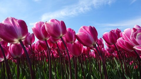 Tijdens je vakantie mooie tulpenvelden bewonderen in Noord Holland
