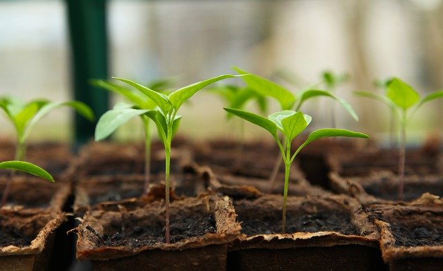 Kweken van jonge groente plantjes