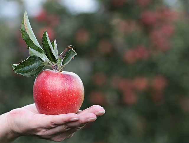 Appeltjes van je eigen fruitboom