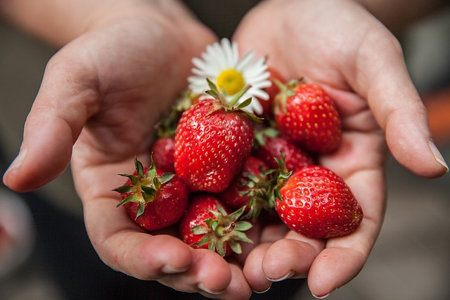 Echt Gezond eten is puur natuurlijk en vaak onbespoten zoals de verse aardbeien en bessen uit eigen tuin